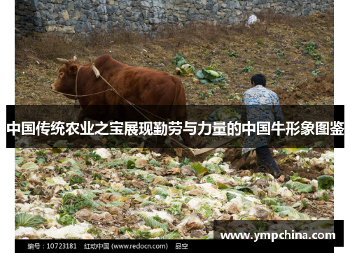 中国传统农业之宝展现勤劳与力量的中国牛形象图鉴 中国传统农业之宝展现勤劳与力量的中国牛形象图鉴